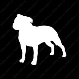 Staffordshire Bull Terrier Dog Breed