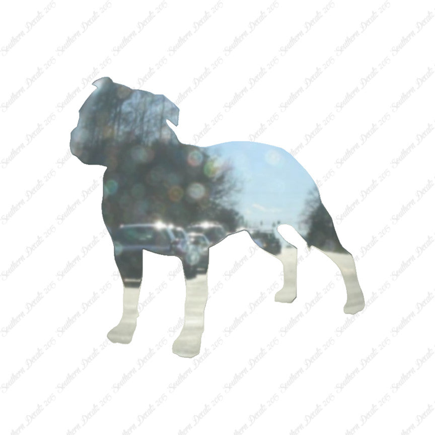 Staffordshire Bull Terrier Dog Breed