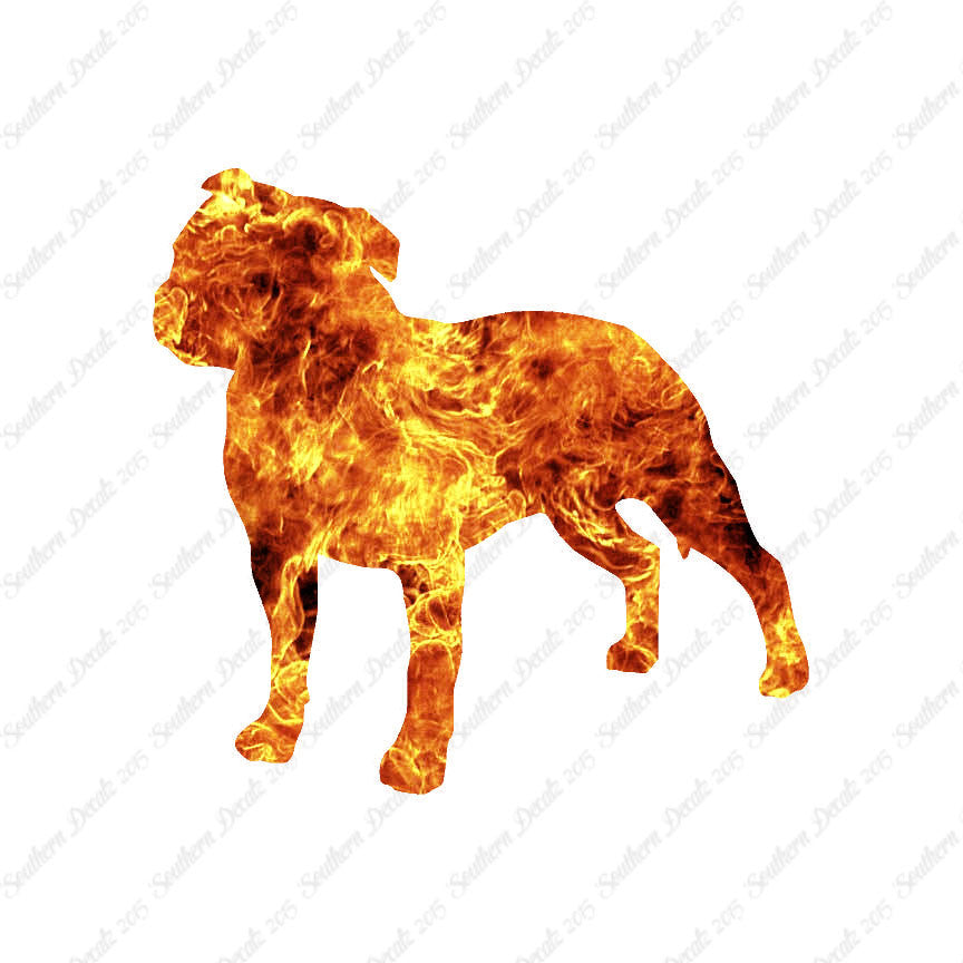 Staffordshire Bull Terrier Dog Breed
