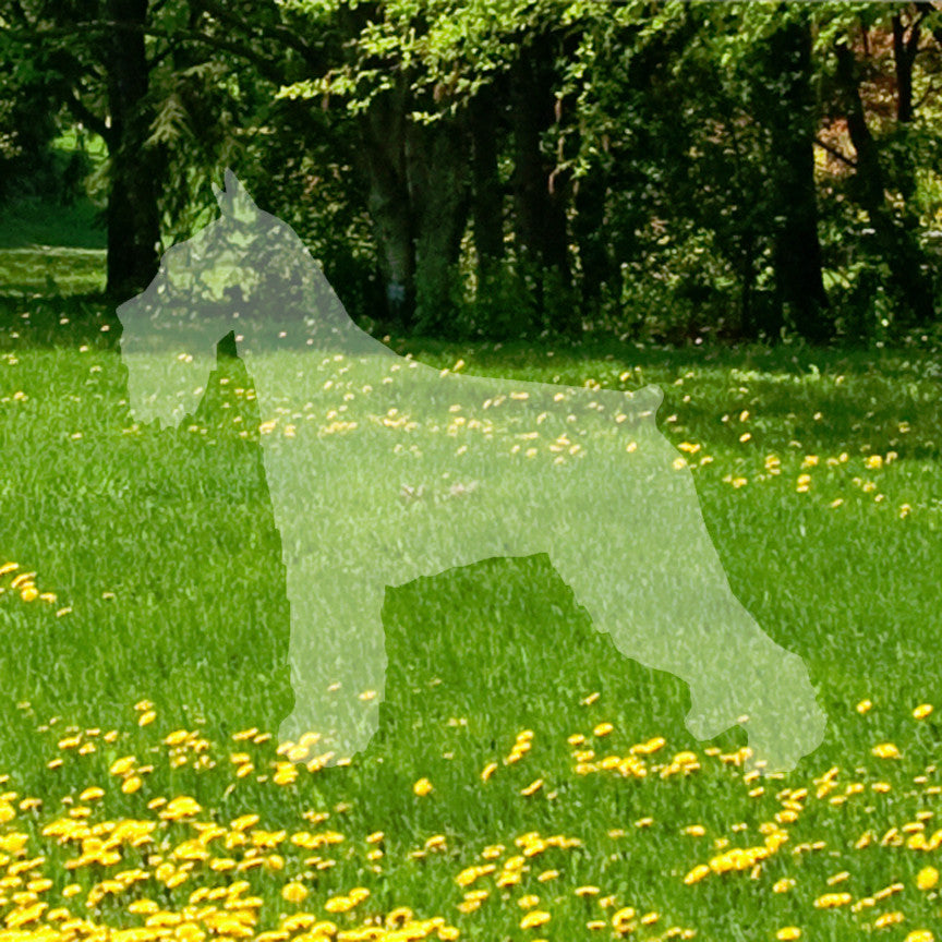 Standard Schnauzer Dog Breed