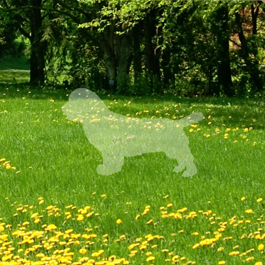 Sussex Spaniel Dog Breed