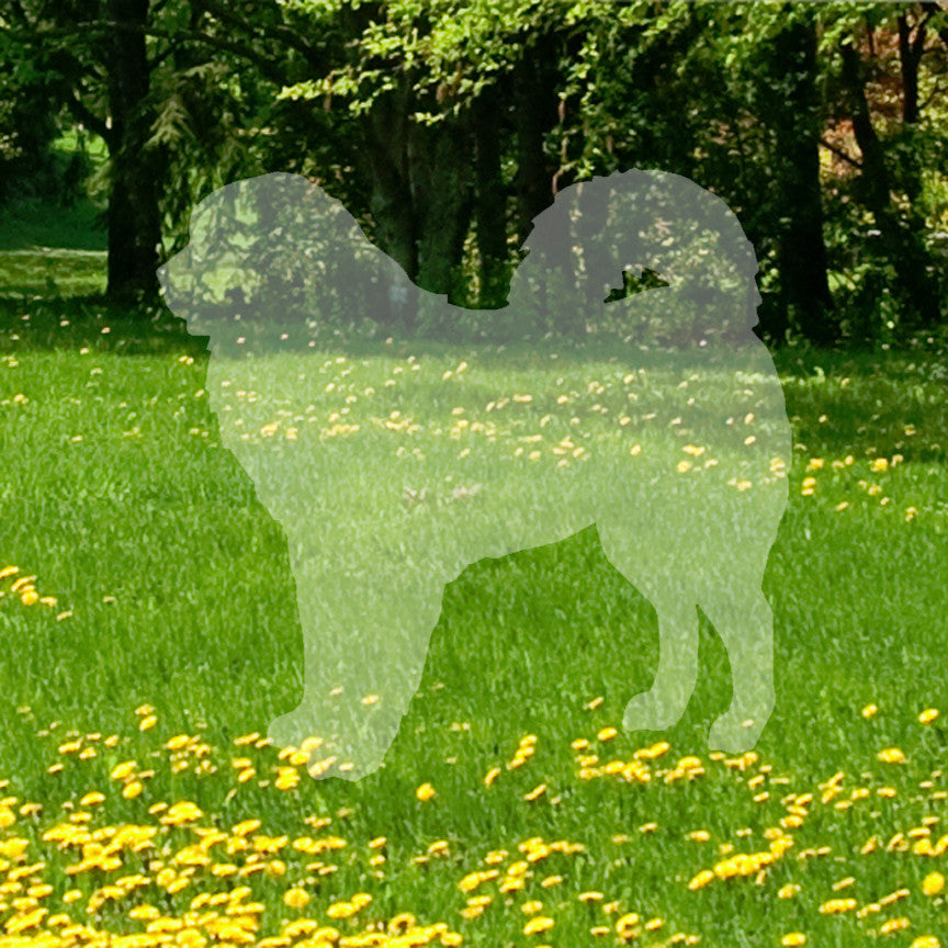 Tibetan Mastiff Dog Breed