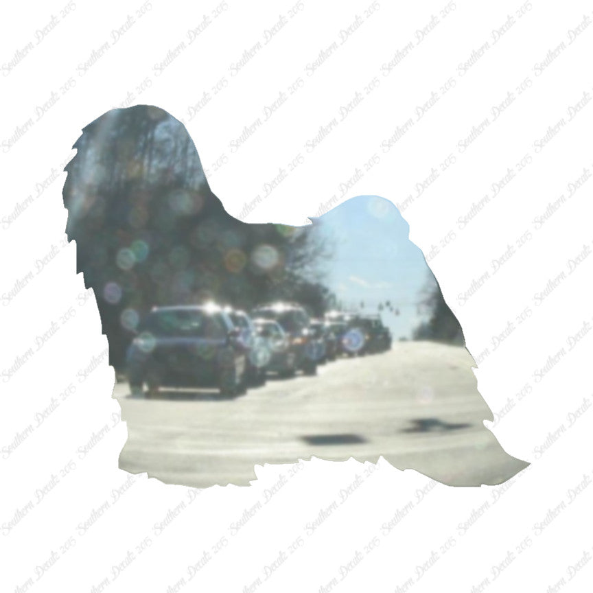 Tibetan Terrier Dog Breed