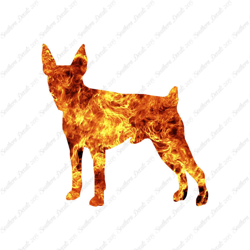 Toy Fox Terrier Dog Breed