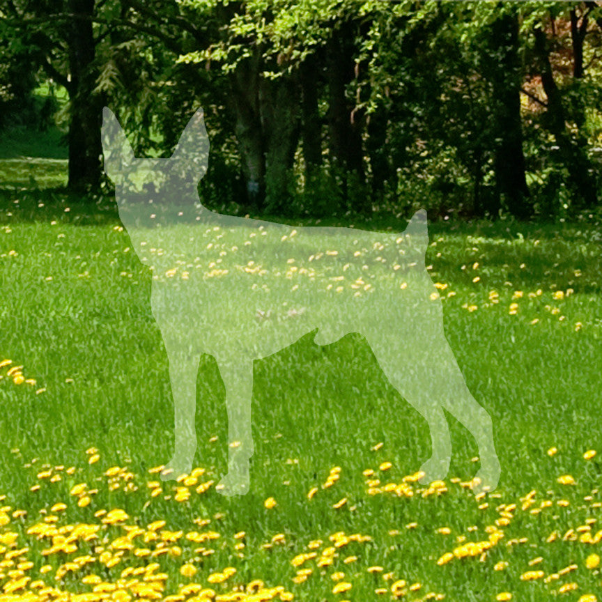 Toy Fox Terrier Dog Breed