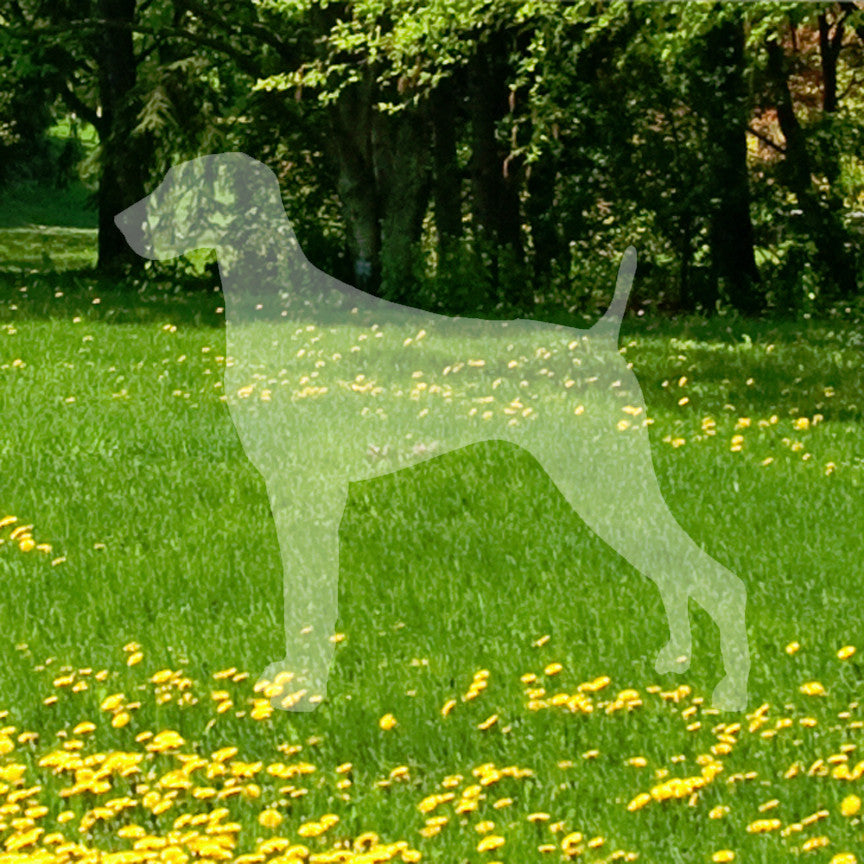 Weimaraner Dog Breed