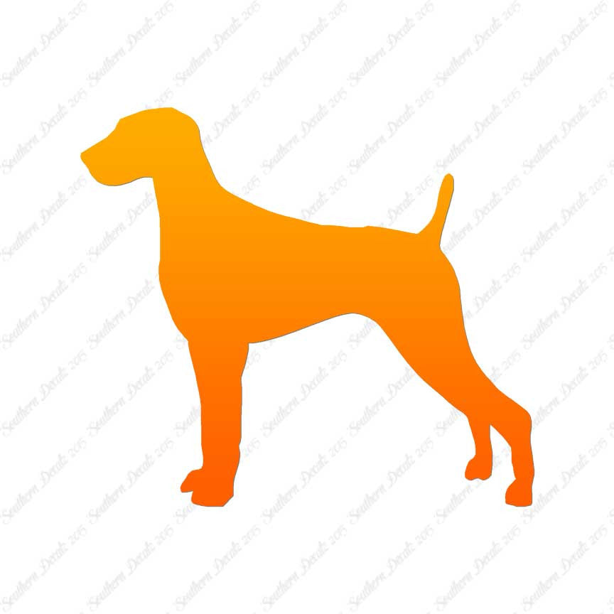 Weimaraner Dog Breed