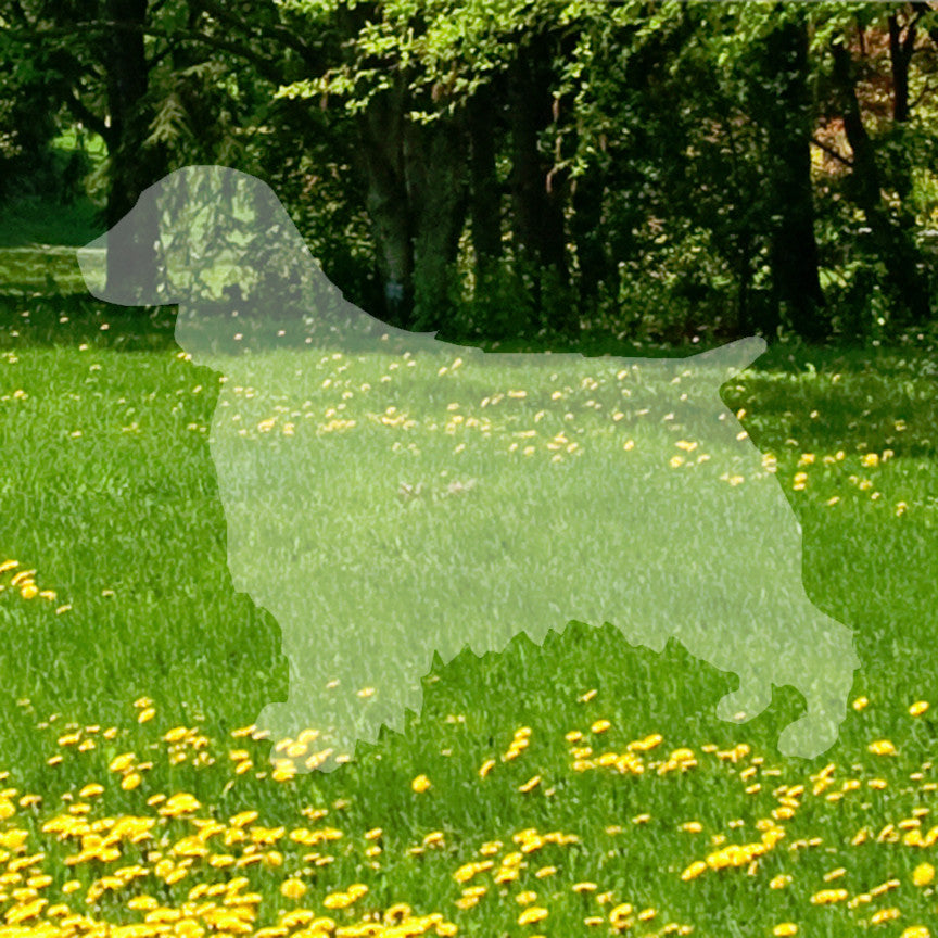 Welsh Springer Spaniel Dog Breed