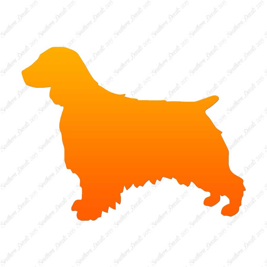 Welsh Springer Spaniel Dog Breed