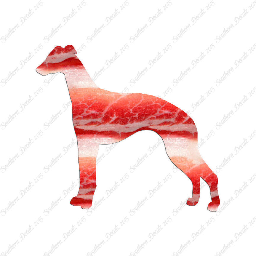Whippet Dog Breed