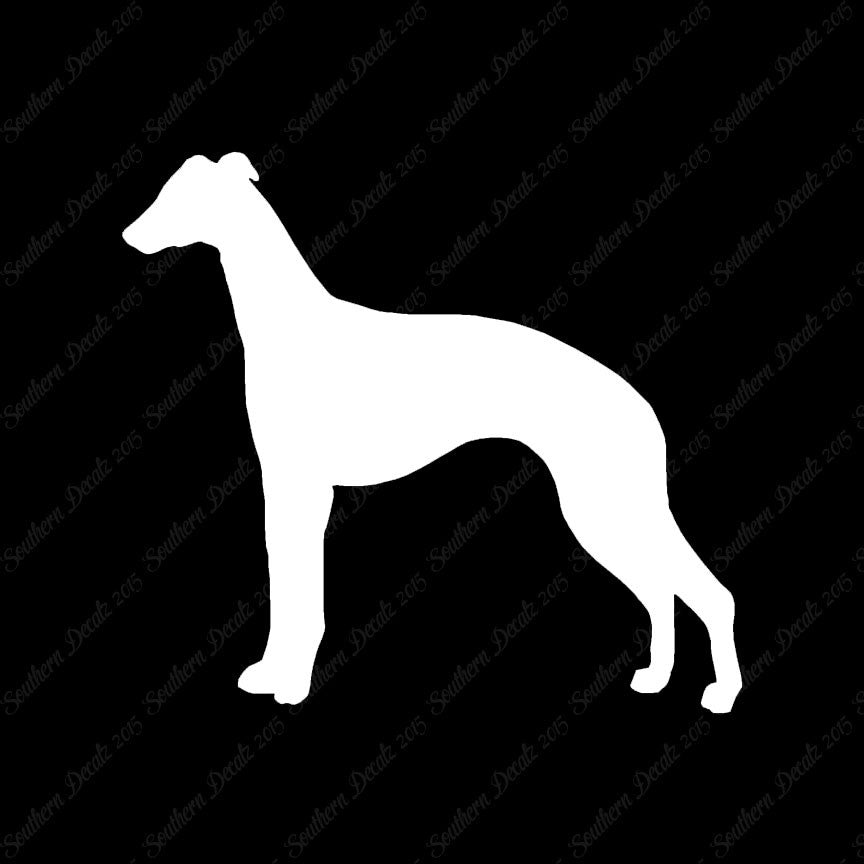 Whippet Dog Breed