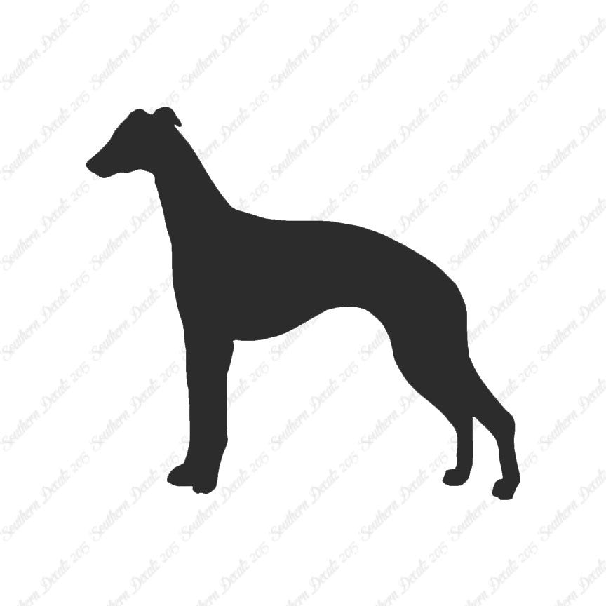 Whippet Dog Breed