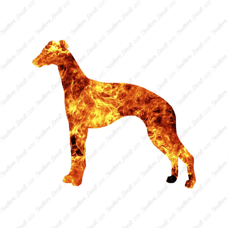 Whippet Dog Breed