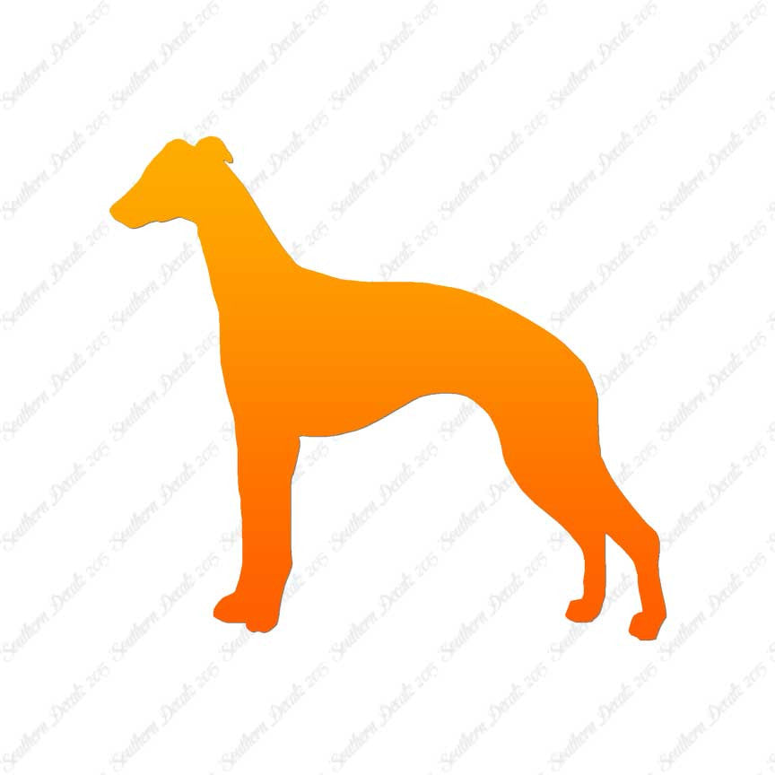 Whippet Dog Breed