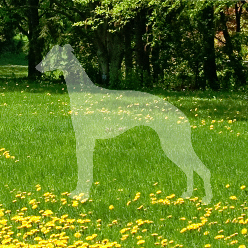 Whippet Dog Breed