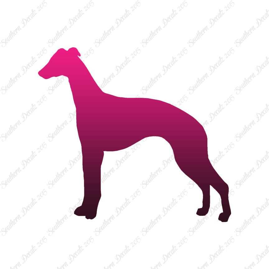 Whippet Dog Breed