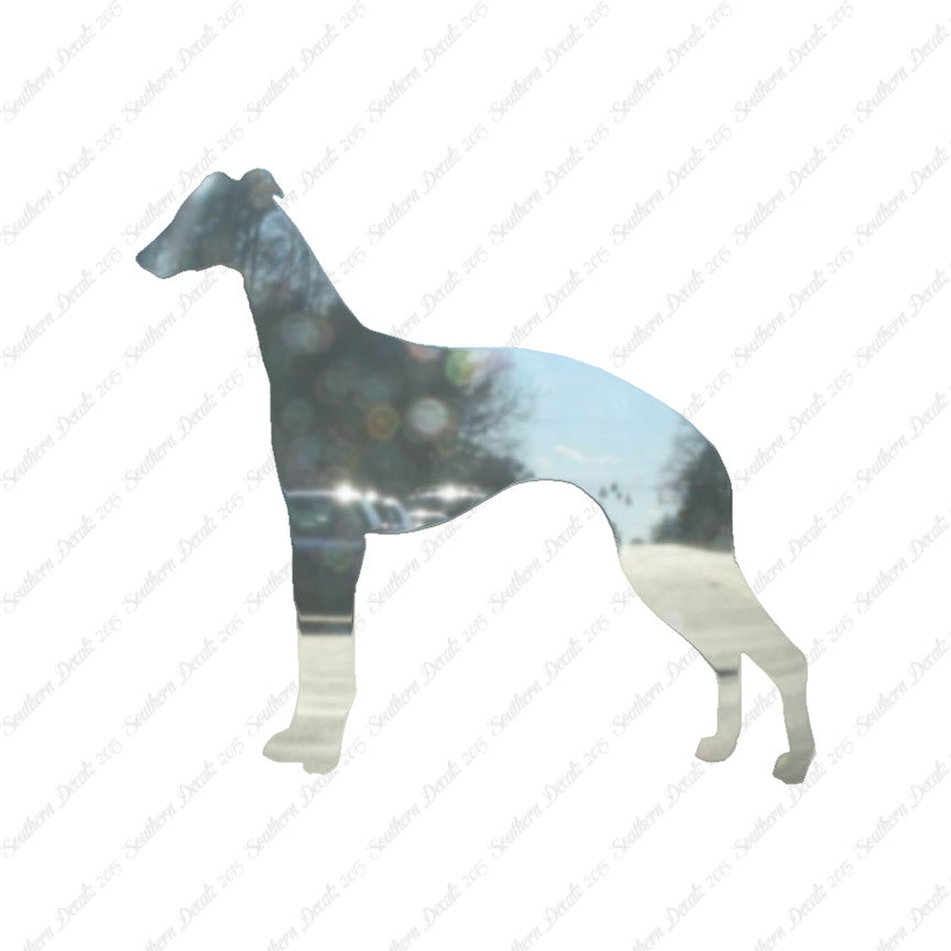 Whippet Dog Breed