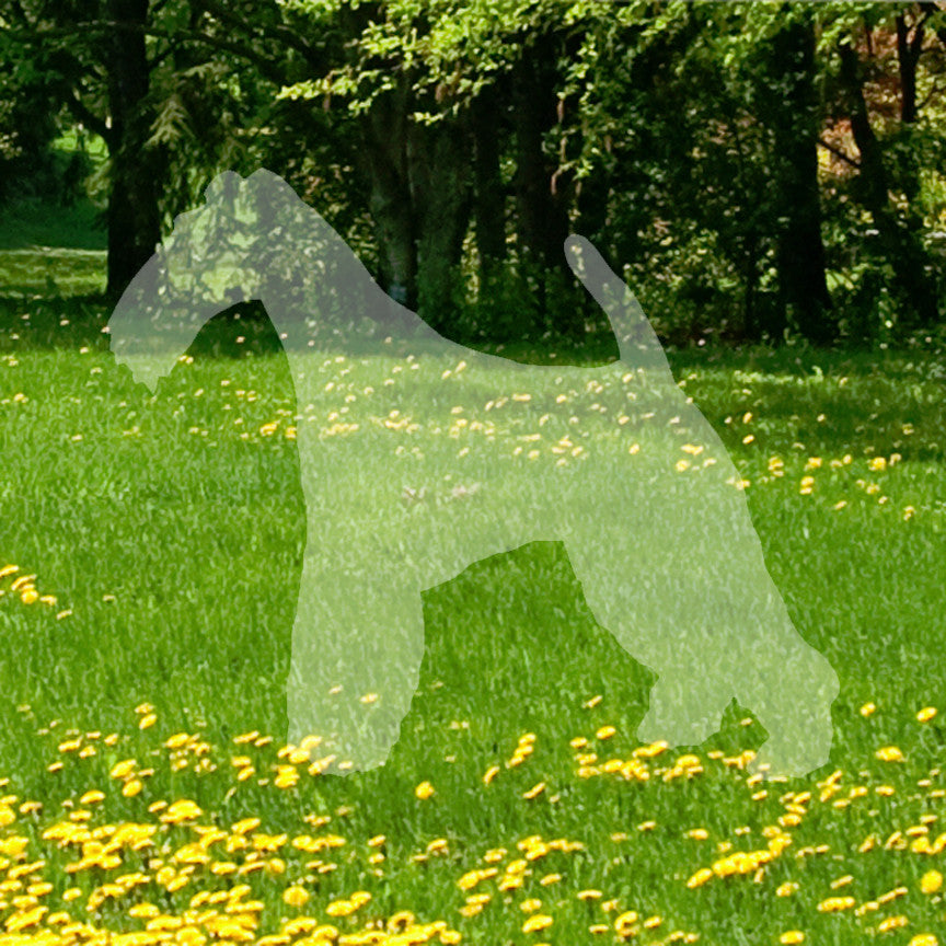 Wire Fox Terrier Dog Breed