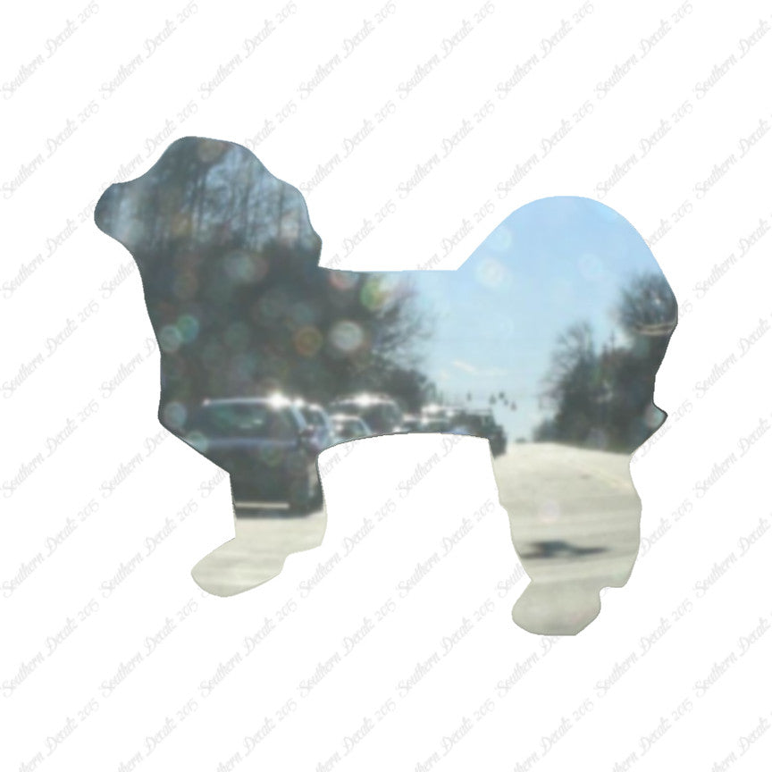 Shih Tzu Dog Breed
