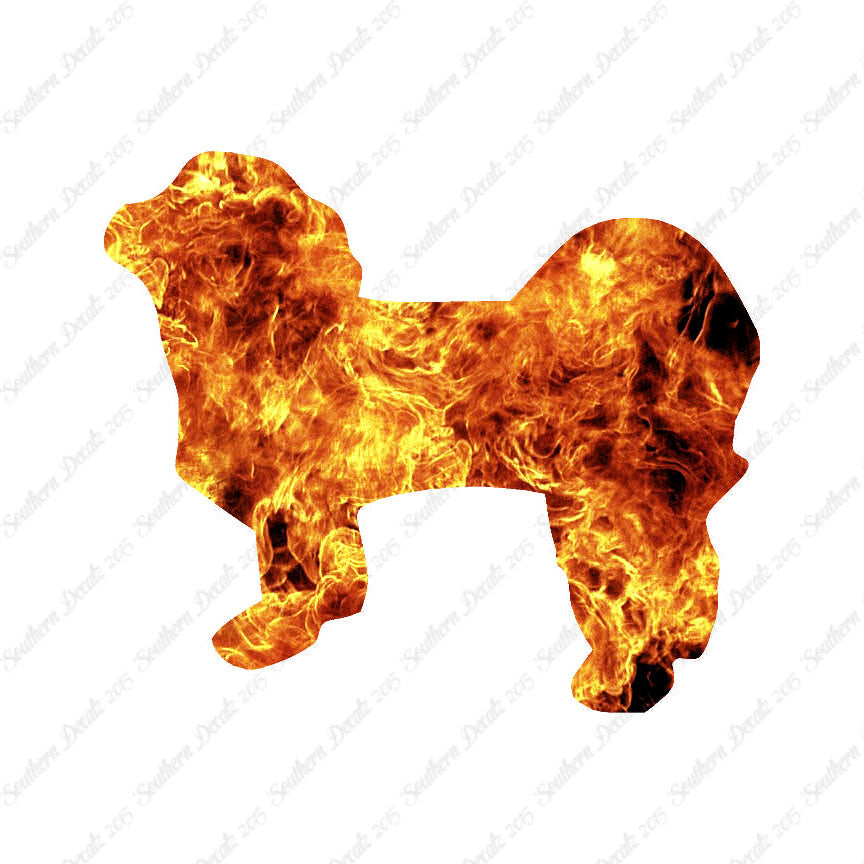 Shih Tzu Dog Breed