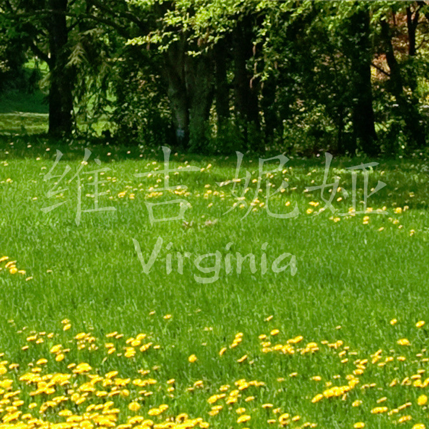 Chinese Name Symbols "Virginia"