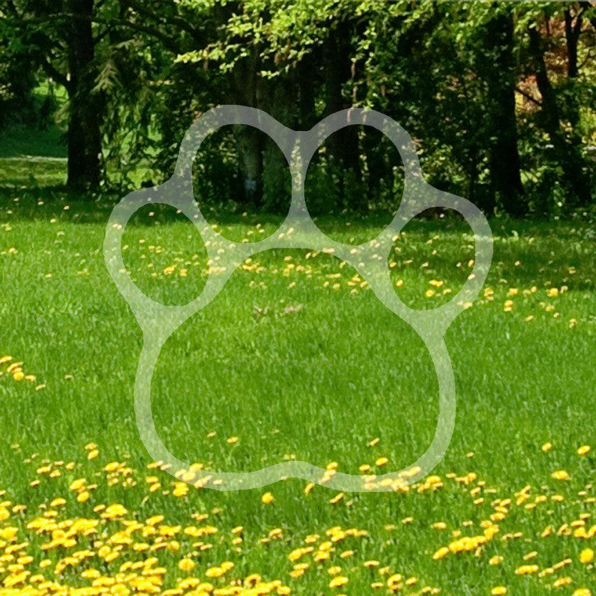 Dog Paw Print