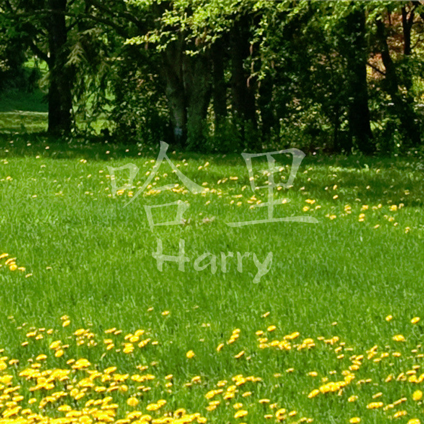 Chinese Name Symbols "Harry"