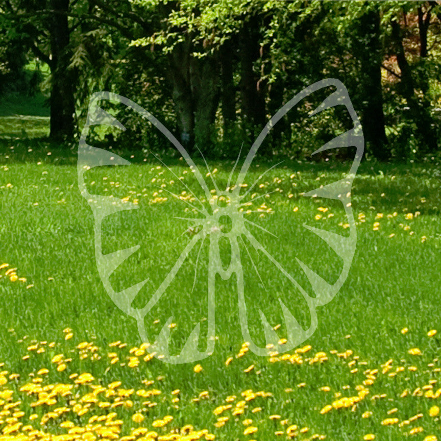 Butterfly Moth Insect