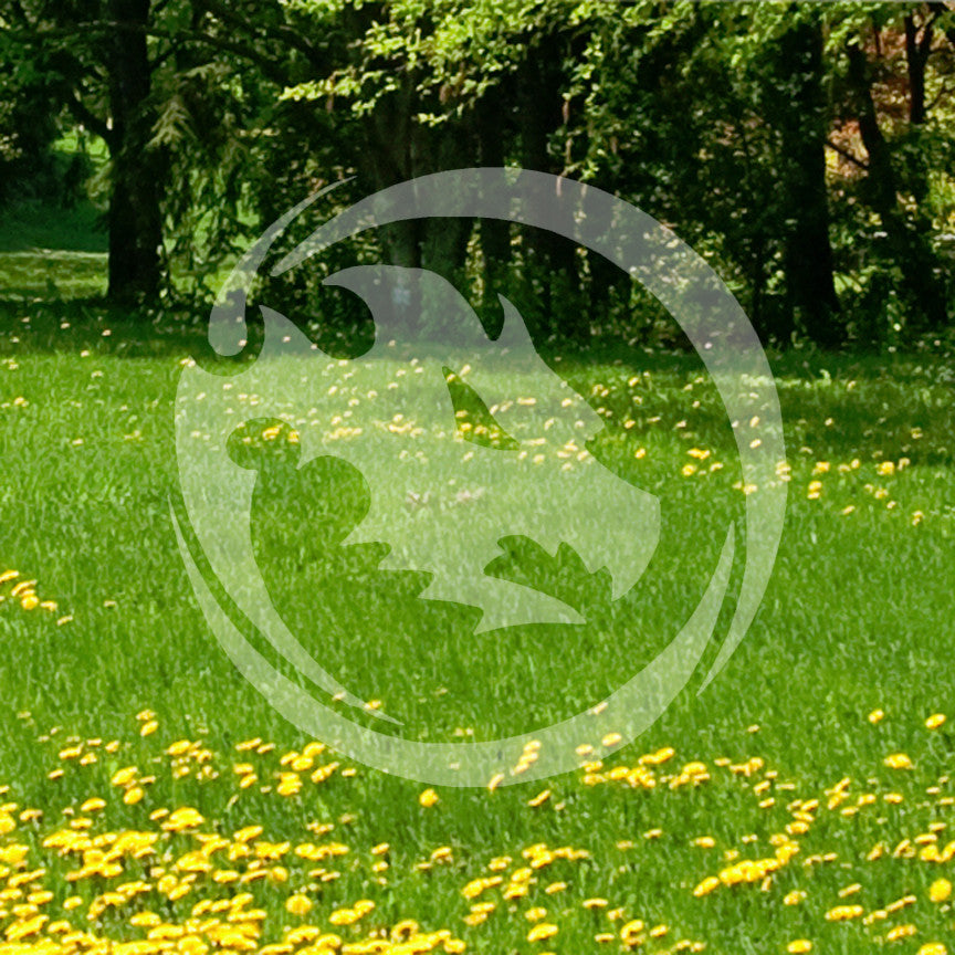 Dragon Head Circle