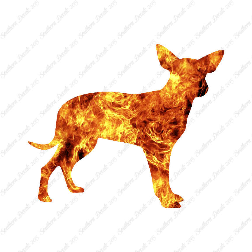 Chihuahua Dog Breed