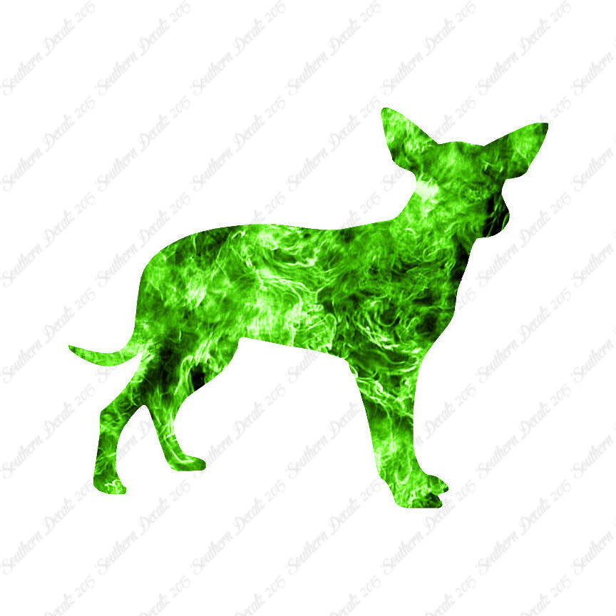 Chihuahua Dog Breed