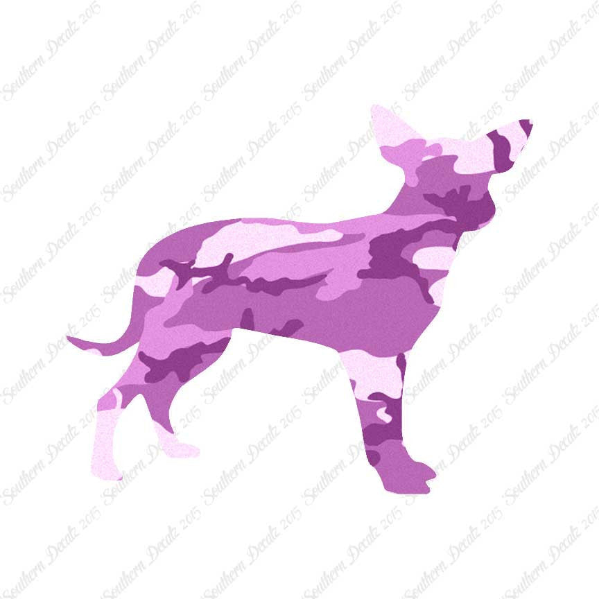 Chihuahua Dog Breed