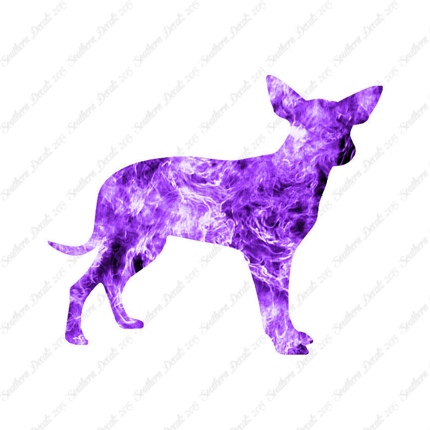 Chihuahua Dog Breed