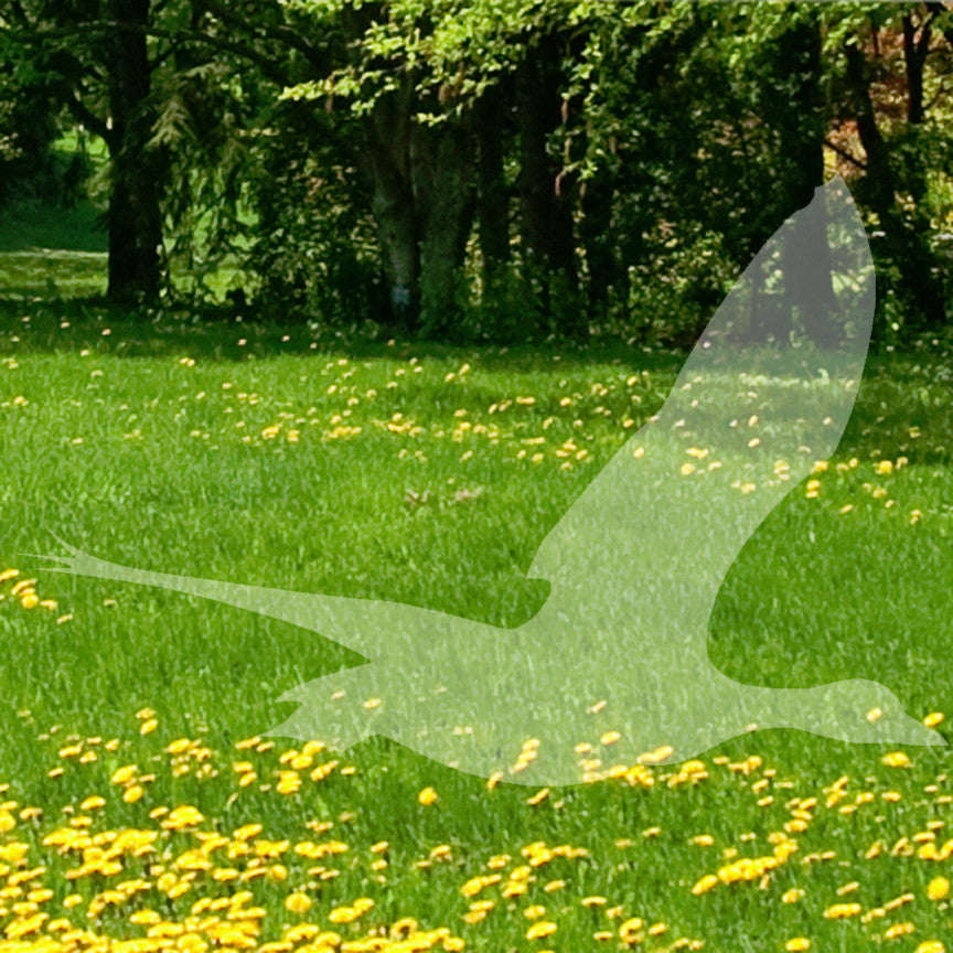 Flying Duck Game Bird