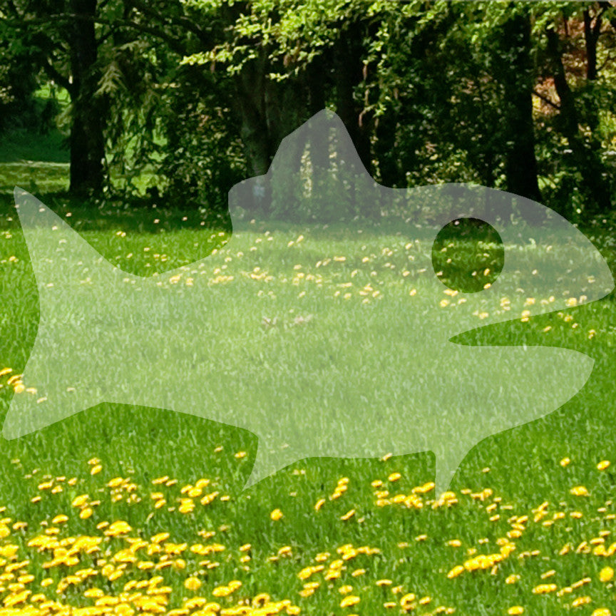 Fish Art Goldfish