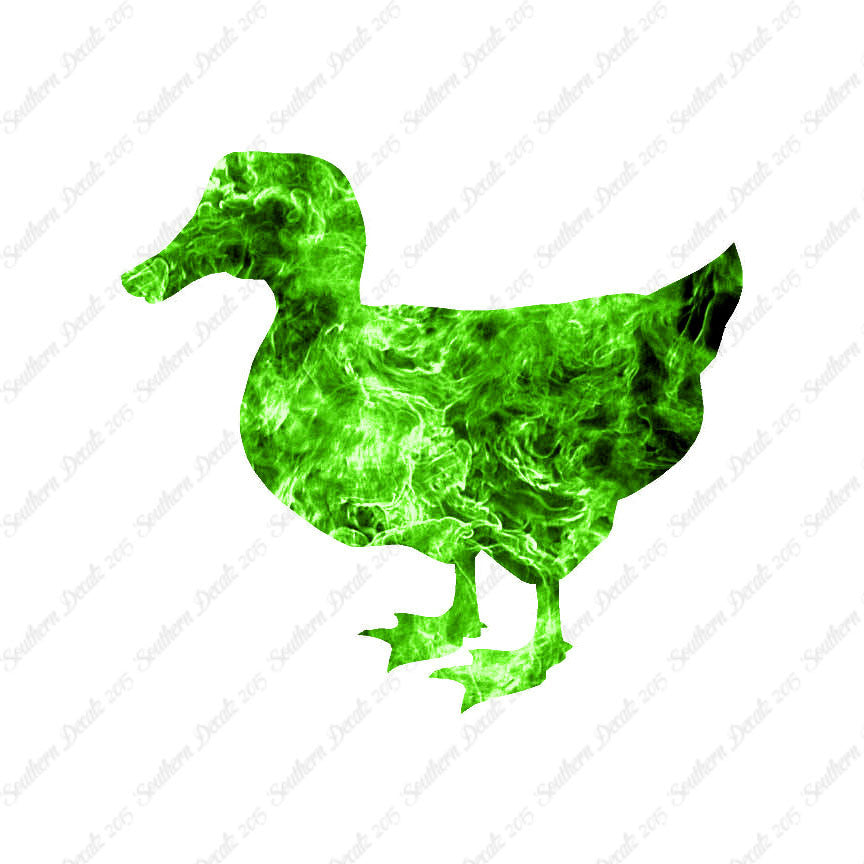 Duck Mallard