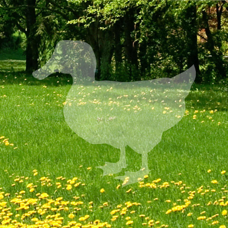 Duck Mallard