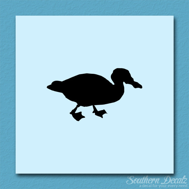 Mallard Duck