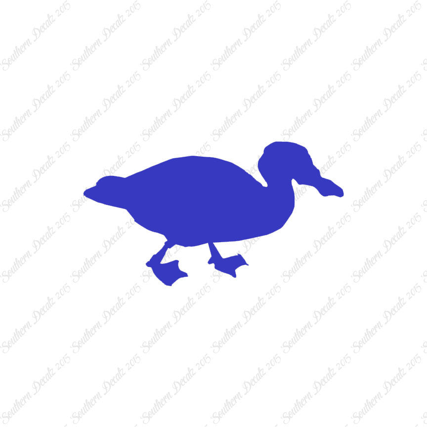 Mallard Duck
