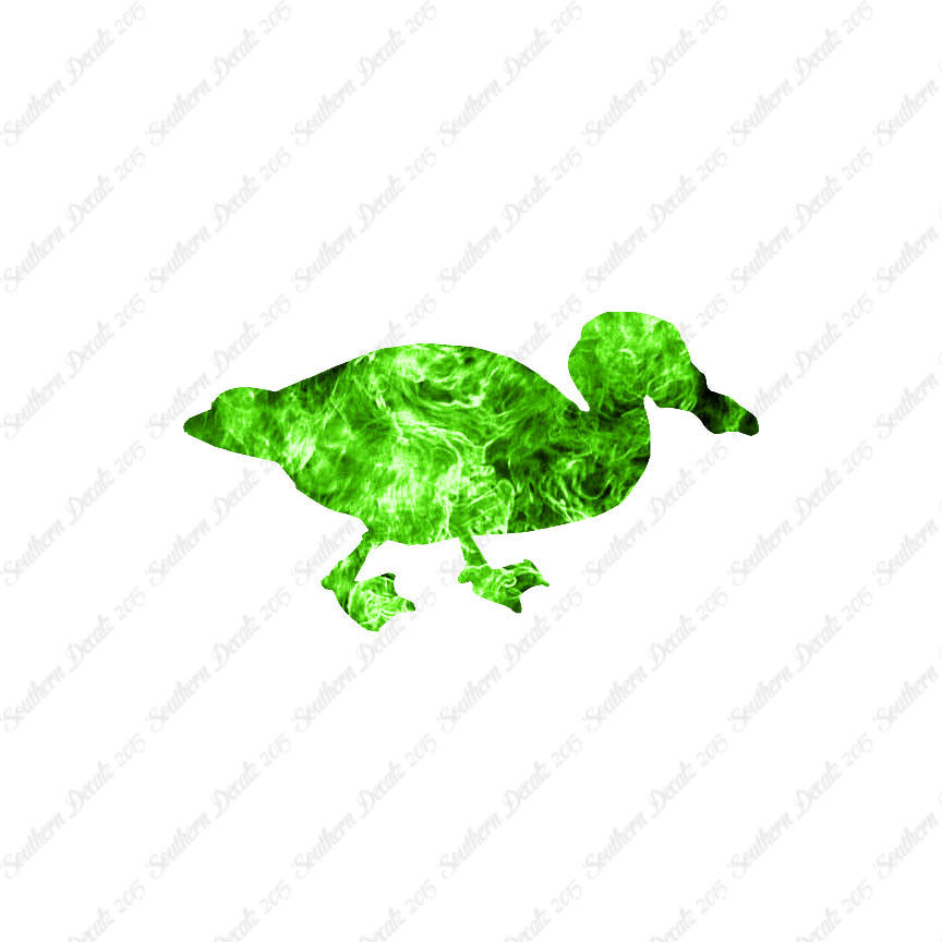 Mallard Duck