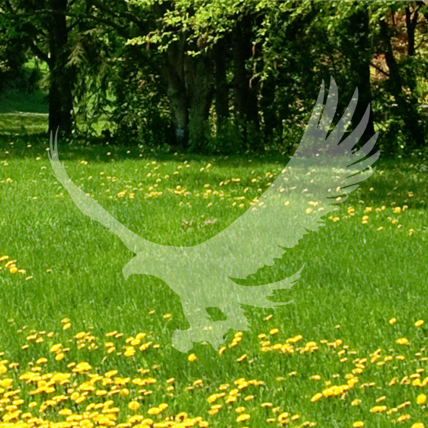 Eagle Falcon