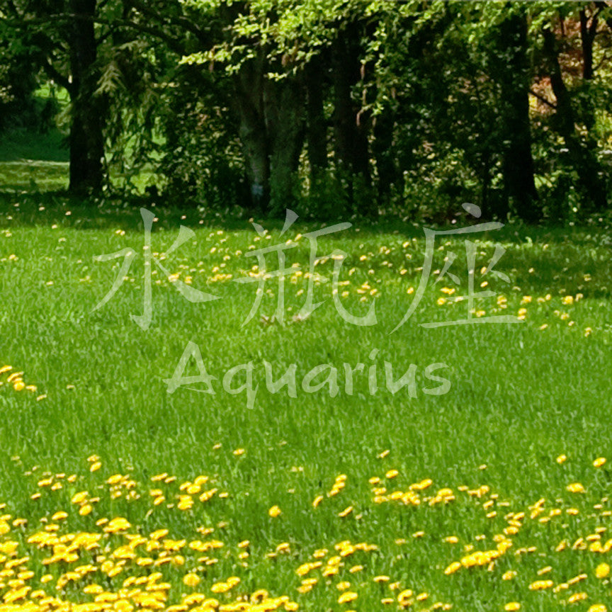 Chinese Symbols "Aquarius"