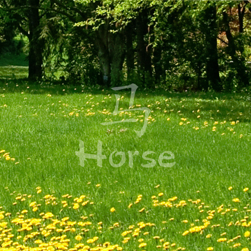 Chinese Symbols "Horse"