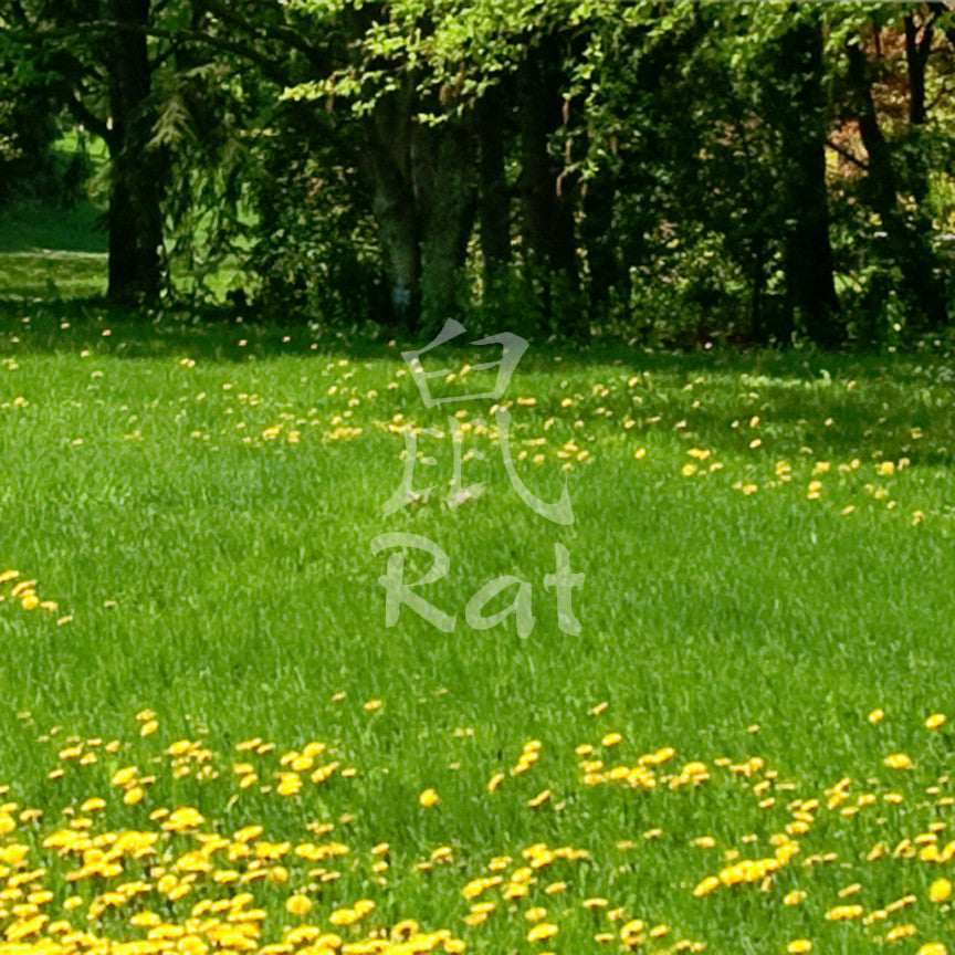 Chinese Symbols "Rat"