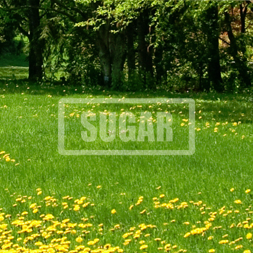 Sugar