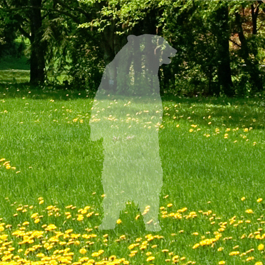 Standing Black Bear