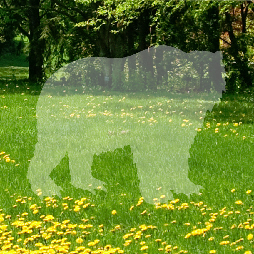 Kodiak Bear