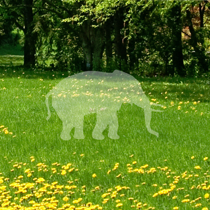 Elephant Silhouette Tusk