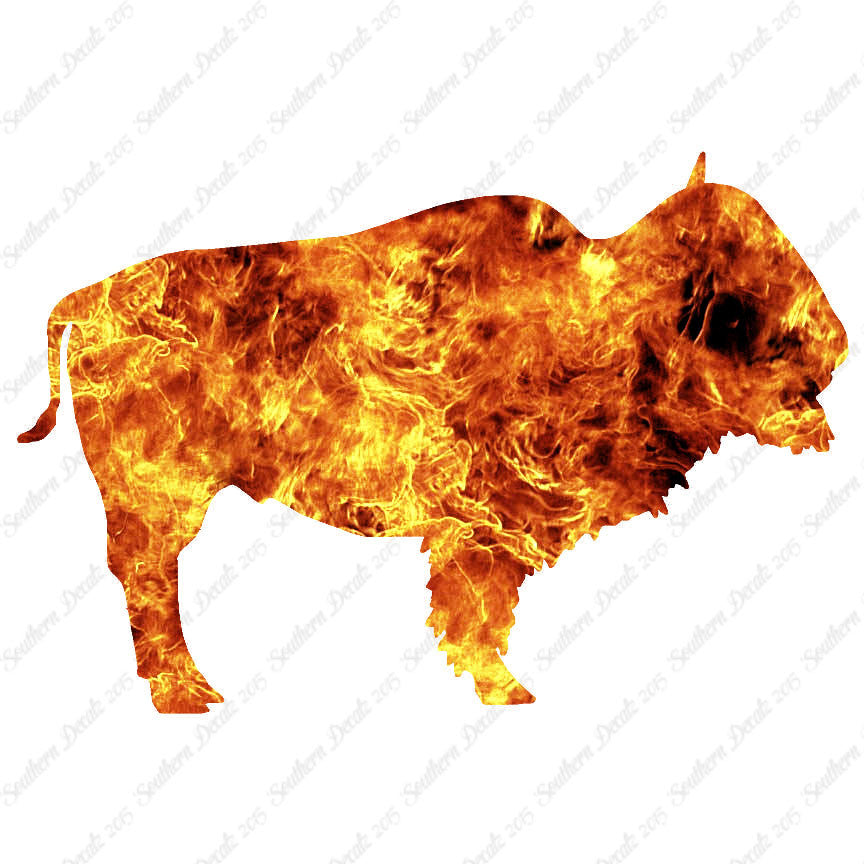 Bison Buffalo Bull