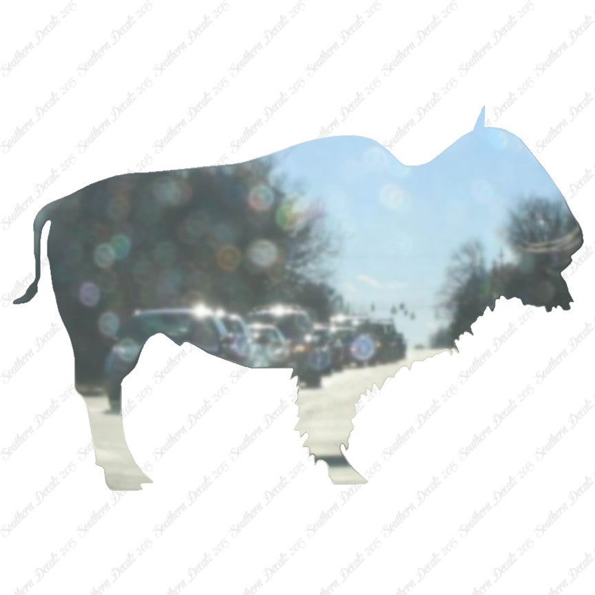 Bison Buffalo Bull